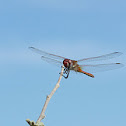 Vagrant Darter
