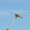 Vagrant Darter