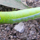 Oleander Hawk Moth Caterpillar