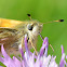 Silver-spotted Skipper
