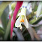 Queen's tears(Lágrimas de la reina).