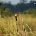small minivet