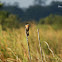 small minivet