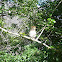 Pearl Spotted Owl