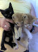 Regalo Tres Gatitos Machos