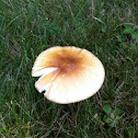 Russula Hygrophorus