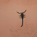 Scorpion