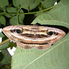 Owlet Moth