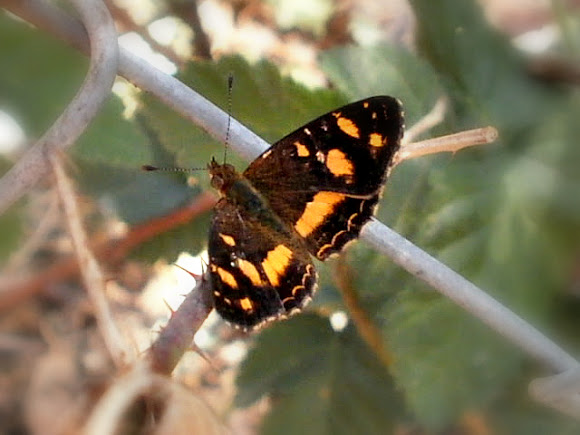 Spotting Image 1