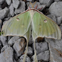 Luna Moth