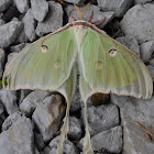 Luna Moth