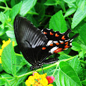 Common Mormon ( female)