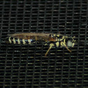 Tiphiid wasp
