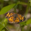 Pearl Crescent