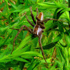 Nursery Web Spider