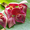 Orquidea Pleurothallis