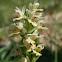 Dactylorhiza insularis
