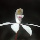 Musk orchid