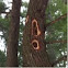 Pileated woodpecker