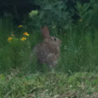 Eastern Cottontail