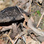 Unknown Mushroom