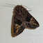 Neumichtis nigerrima