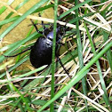 Broad-necked Root Borer
