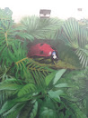 Ladybug in a Rainforest Mural