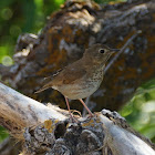 Swainson's Thrush