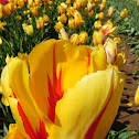Tulips- Different types