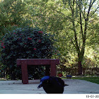 Common Grackle