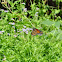 Monarch Butterfly