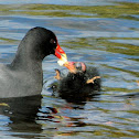 Common Gallinule