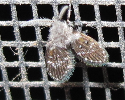 Spotting Image 1
