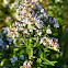 Mountain Mint