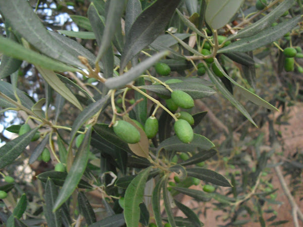 Olive Tree Project Noah