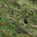Andean bear