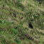 Andean bear
