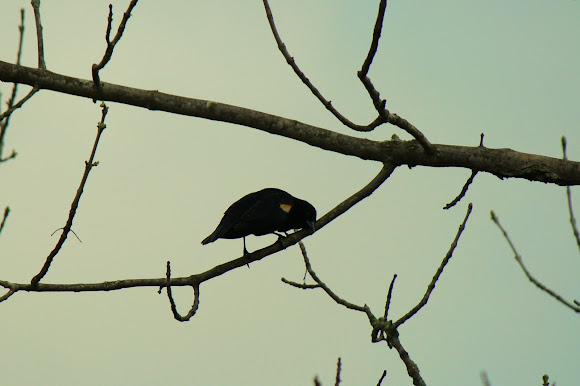 Spotting Image 1
