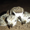 Snowy plover