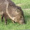 Javelina