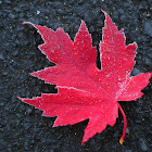 maple leaf