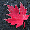 maple leaf