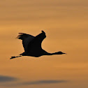 Sandhill Crane