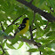 Common Iora (Male)