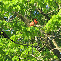 Northern Cardinal (Pair)