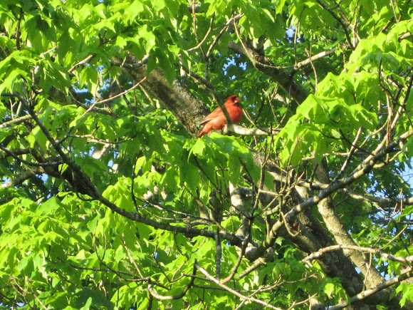 Spotting Image 1