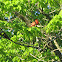 Northern Cardinal (Pair)