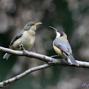 Eastern Spinebill