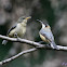 Eastern Spinebill